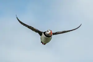 Firth Of Forth Prints: Seabird Species Atlantic Puffin (Fratercula arctica)