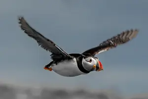 Firth Of Forth Prints: Seabird Species Atlantic Puffin (Fratercula arctica)