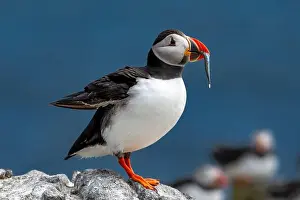 Sandeel Prints: Seabird Species Atlantic Puffin (Fratercula arctica)