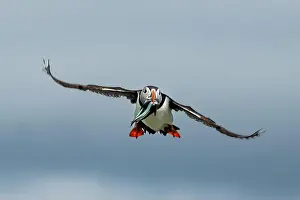 Sandeel Prints: Seabird Species Atlantic Puffin (Fratercula arctica)