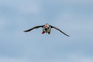 Sandeel Prints: Seabird Species Atlantic Puffin (Fratercula arctica)