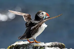 Seabird Species Atlantic Puffin (Fratercula arctica)