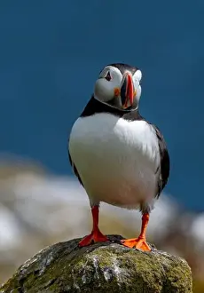 Sandeel Prints: Seabird Species Atlantic Puffin (Fratercula arctica)