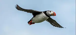 Firth Of Forth Prints: Seabird Species Atlantic Puffin (Fratercula arctica)