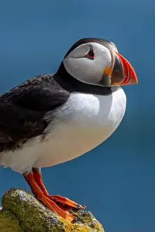 Sandeel Prints: Seabird Species Atlantic Puffin (Fratercula arctica)