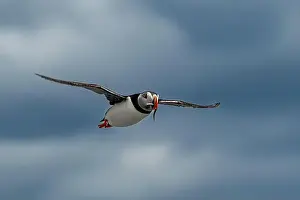 Sandeel Prints: Seabird Species Atlantic Puffin (Fratercula arctica)