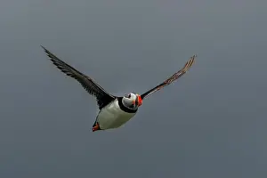 Firth Of Forth Prints: Seabird Species Atlantic Puffin (Fratercula arctica)