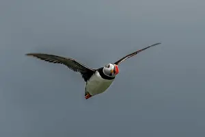 Firth Of Forth Prints: Seabird Species Atlantic Puffin (Fratercula arctica)