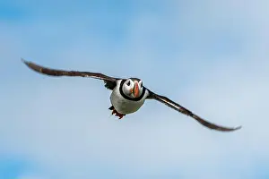 Firth Of Forth Prints: Seabird Species Atlantic Puffin (Fratercula arctica)