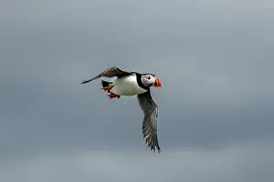 Firth Of Forth Prints: Seabird Species Atlantic Puffin (Fratercula arctica)