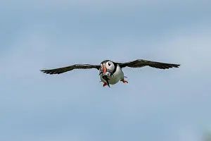 Sandeel Prints: Seabird Species Atlantic Puffin (Fratercula arctica)