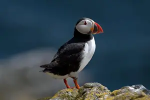 Sandeel Prints: Seabird Species Atlantic Puffin (Fratercula arctica)