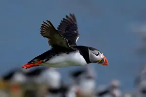 Firth Of Forth Prints: Seabird Species Atlantic Puffin (Fratercula arctica)