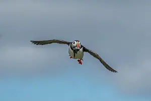 Sandeel Prints: Seabird Species Atlantic Puffin (Fratercula arctica)