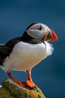 Sandeel Prints: Seabird Species Atlantic Puffin (Fratercula arctica)