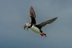Sandeel Prints: Seabird Species Atlantic Puffin (Fratercula arctica)