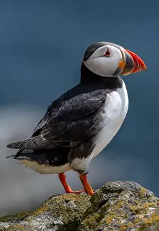 Fratercula Arctica Prints: Seabird Species Atlantic Puffin (Fratercula arctica)