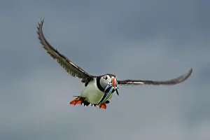 Fratercula Arctica Prints: Seabird Species Atlantic Puffin (Fratercula arctica)