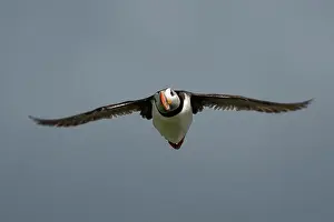 Fratercula Arctica Prints: Seabird Species Atlantic Puffin (Fratercula arctica)