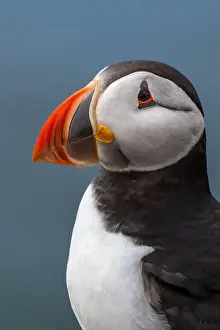 Fratercula Arctica Prints: Seabird Species Atlantic Puffin (Fratercula arctica)