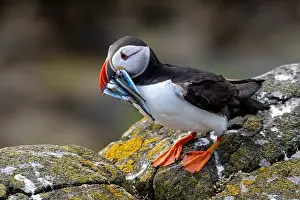 Fratercula Arctica Prints: Seabird Species Atlantic Puffin (Fratercula arctica)