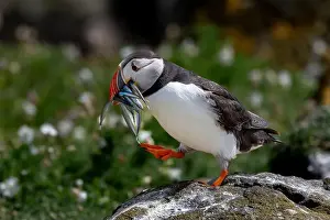 Fratercula Arctica Prints: Seabird Species Atlantic Puffin (Fratercula arctica)