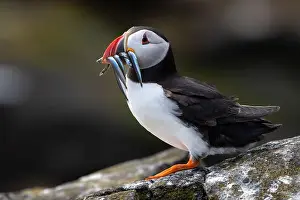 Fratercula Arctica Prints: Seabird Species Atlantic Puffin (Fratercula arctica)