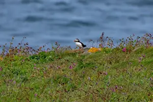 Burrow Prints: Seabird Species Atlantic Puffin (Fratercula arctica) On Seabird Reserve Handa Island In Scotland