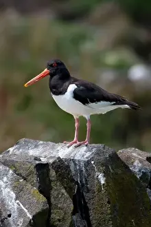 Firth Of Forth Prints: Seabird Species Oystercatcher (Haematopus Ostralegus)