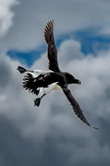 Seabird Species Razorbill (Alca Torda) Flies On The Isle Of May In The Firth Of Forth Near Anstruther In Scotland