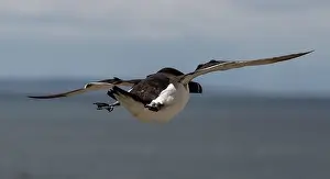Firth Of Forth Prints: Seabird Species Razorbill (Alca Torda) Flies On The Isle Of May In The Firth Of Forth Near Anstruther In Scotland