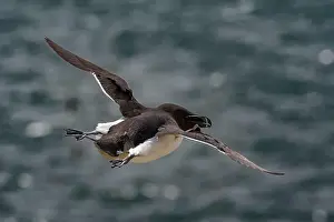 Firth Of Forth Prints: Seabird Species Razorbill (Alca Torda) Flies On The Isle Of May In The Firth Of Forth Near Anstruther In Scotland