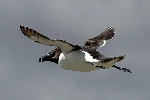 Firth Of Forth Prints: Seabird Species Razorbill (Alca Torda) Flies On The Isle Of May In The Firth Of Forth Near Anstruther In Scotland