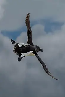 Firth Of Forth Prints: Seabird Species Razorbill (Alca Torda) Flies On The Isle Of May In The Firth Of Forth Near Anstruther In Scotland