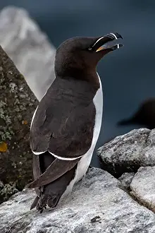 Alca Torda Prints: Seabird Species Razorbill (Alca Torda) On The Isle Of May In The Firth Of Forth Near Anstruther In Scotland