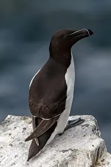 Firth Of Forth Prints: Seabird Species Razorbill (Alca Torda) On The Isle Of May In The Firth Of Forth Near Anstruther In Scotland
