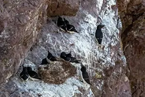 Alca Torda Prints: Seabird Species Razorbills (Alca Torda) At The Atlantic Coast Of St. Abbs Head In Scotland