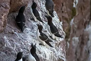 Alca Torda Prints: Seabird Species Razorbills (Alca Torda) At The Atlantic Coast Of St. Abbs Head In Scotland