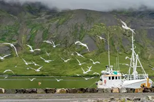 Tourism Industry Prints: Seabirds fly over the shore, scavenging for leftover fish from the fishing boats docked in the harbor of Siglufjörður