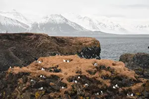 Unspoiled Prints: Seabirds nest on the rugged cliffs of Snaefellsnes Peninsula