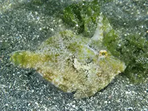 Percomorphaceae Prints: Seagrass filefish (Acreichthys tomentosus) on sandy seabed next to green algae