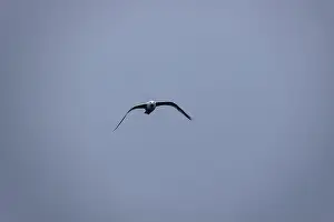 Hiking Trails Prints: A seagull approaches with wings outstretched