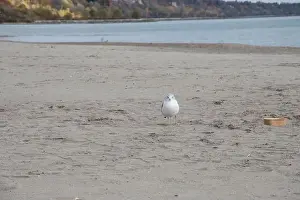Provincial Capital Prints: Seagull at Bluffer's Park Beach in Scarborough, Toronto, Ontario, Canada