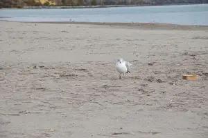 Provincial Capital Prints: Seagull at Bluffer's Park Beach in Scarborough, Toronto, Ontario, Canada