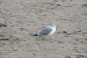 Provincial Capital Prints: Seagull at Bluffer's Park Beach in Scarborough, Toronto, Ontario, Canada