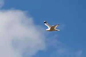 Cloud Sky Prints: Seagull in flight against the background of blue sky and clouds