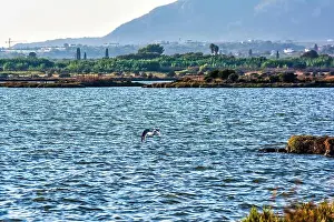 Wilderness Area Prints: A seagull glides above Gialova Lagoon