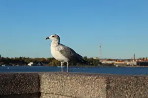 Raven Prints: Seagull on a parapet of concrete near the sea of the river. Seabirds animals
