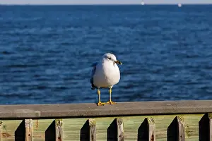 Chesapeake Prints: Seagull Perched on a railing next to the Chesapeake Bay during the winter