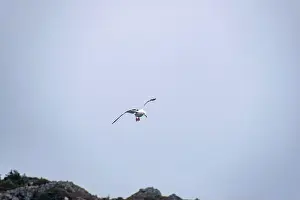 Hiking Trails Prints: A seagull prepares to swoop